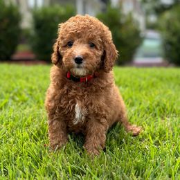 Fiji - Poodle puppy from TK Poodles