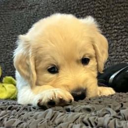 Zuma - Light golden female Golden Retriever puppy in Phoenix, Arizona from Ashrose Kennels