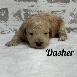 Dasher - Apricot male Goldendoodle puppy in Nortonville, Kentucky from Deb’s KY Doodles