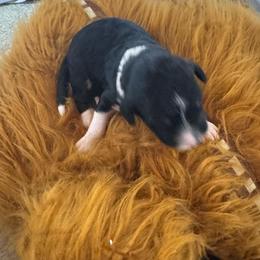 Baby Yoda - Tri-color male Bernedoodle puppy in Springfield, Missouri from Doodle Dandy Bernedoodles