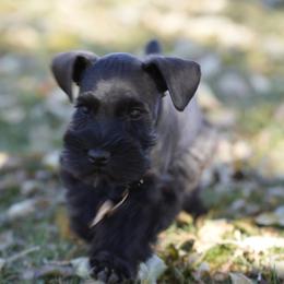 Miniature Schnauzer Puppies from Snowflake Schnauzers