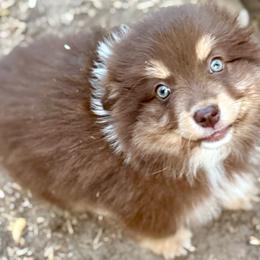 Teddy - Red tri male Miniature Australian Shepherd puppy in Patterson, North Carolina from DreamLine Aussies