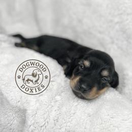 Waffle - Black and cream male Dachshund puppy in Monroe, North Carolina from Dogwood Doxies