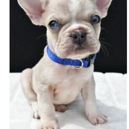 Tommy - French Bulldog