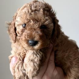 Rocket - Red male Cavapoo puppy in Greenville, South Carolina from Reedy River Doodles