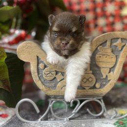 French Bulldog, Goldendoodle, Pomeranian, and Yorkshire Terrier Puppies from Dbos Furry Friends