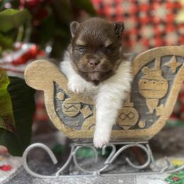 French Bulldog, Goldendoodle, Pomeranian, and Yorkshire Terrier Puppies from Dbos Furry Friends