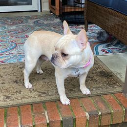 Cotton - French Bulldog