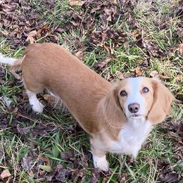 Bailey - Dachshund