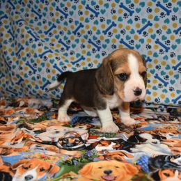 Purple collar - Black tan and white female Beagle puppy in Fontana, California from JLB Beagles & MBT