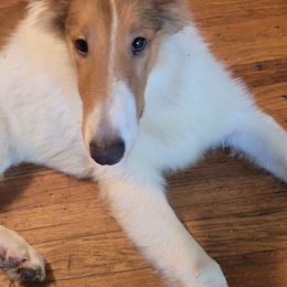 Boy 1 - Sable and white male Collie puppy in Hartland, Michigan from Magnificent Collies