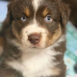 Pink - Red tri-color female Miniature American Shepherd puppy in Spanaway, Washington from Meadow Run Mini American Shepherds
