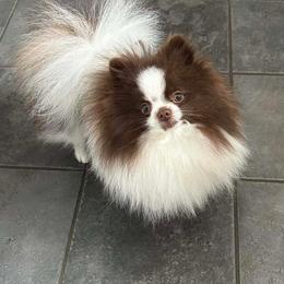 Basil PET - Chocolate parti male Pomeranian puppy in Douglas, Massachusetts from Country Oak Poms LLC