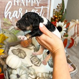 Poodle Puppies from Spanish Flower Standard Poodles