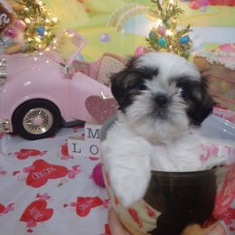 Shih Tzu Puppies from Chibisue Shih Tzus