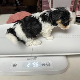 Girl 1 - Black and white female Havanese puppy in North Richland Hills, Texas from A Royal Havanese Court