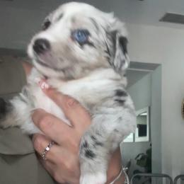 Nova - Blue merle female Miniature Australian Shepherd puppy in Town 'N' Country, Florida from House of Miniature Aussies
