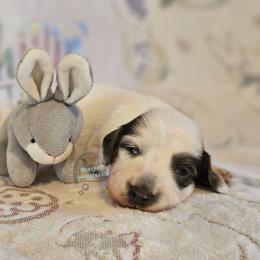 Blue pie girl - Blue and tan female Dachshund puppy in Herald, California from Bluegum Dachshunds