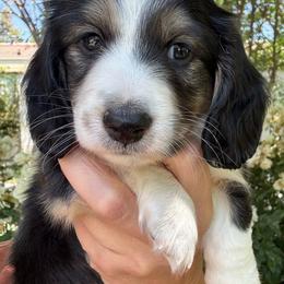 Gus - Black and cream male Dachshund puppy in Cherry Valley, California from Sugar and Spice Dachshunds