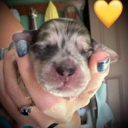 Thor Cervesa - Dapple male Dachshund puppy in Cadillac, Michigan from Winzig Ranch