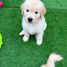Golden Retriever Puppies from Skyland Golden Retrievers