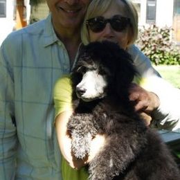 Poodle Puppies from Michelet Poodles