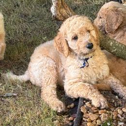 Blue Boy - Red  male Goldendoodle puppy in Cape Coral, Florida from GoldenDoodles Cape Coral