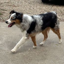 Rio - Miniature Australian Shepherd
