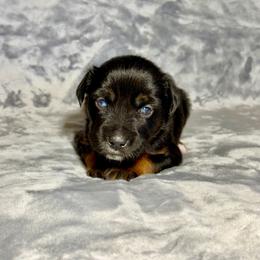 Coca-Cola - Black tri female Miniature Australian Shepherd puppy in Lincoln, California from Country Dreams Mini Aussies