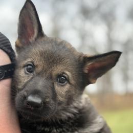 Purple female - Sable female German Shepherd puppy in Buffalo, West Virginia from Z Tykev Vino LLC