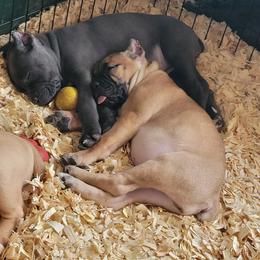 Cane Corso Puppies from Red Wood Cane Corso