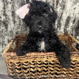 Blueberry Dump Cake - Black Goldendoodle puppy in Charlotte, North Carolina from Ben and Jerry Doodles