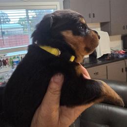 Yellow girl - Black and mahogany female Rottweiler puppy in Lebanon, Oregon from SOUTH SANTIAM ROTTWEILERS