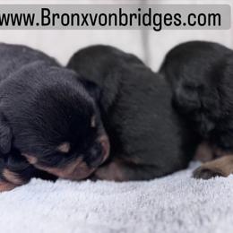 Girl 3 - Black and tan female Rottweiler puppy in Danieslville, Georgia from Bronx Von Bridges Rottweilers