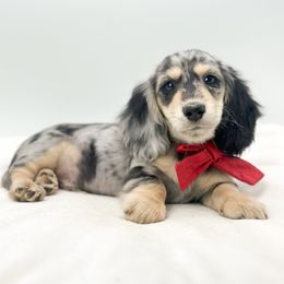 Collin - Blue and cream male Dachshund puppy in Moses Lake, Washington from Evergreendox Dachshunds