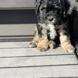 Cockapoo and Goldendoodle All Grown Up from Puppy Power Kennels