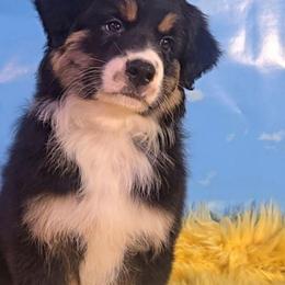 Louey - Black tri-color male Australian Shepherd puppy in Waddell, Arizona from Winsome Aussies