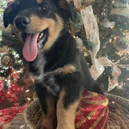 Australian Shepherd Puppies from Mundo Farm Aussies