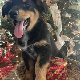 Australian Shepherd Puppies from Mundo Farm Aussies