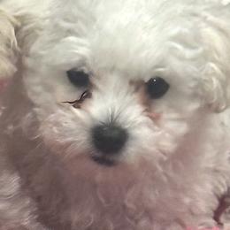 Bichon Frise All Grown Up from Johnson's Pups