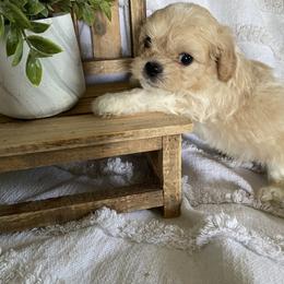 Cavapoo and Havapoo Puppies from Perfectly Playful Doodles