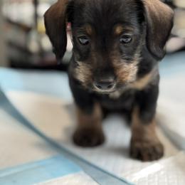 Companion Cross, Dachshund, and Miniature Schnauzer Puppies from Sheri Lauritsen