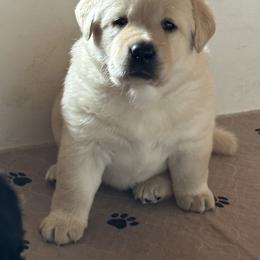 Labrador Retriever Puppies from Findaway Labradors