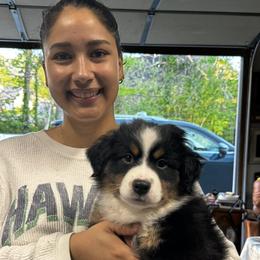 Boy 1 - male Miniature American Shepherd puppy in Nolensville, Tennessee from Sweetheart Miniature American Shepherds