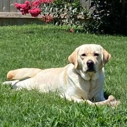 Labrador Retrievers from Rachael Cunningham's Labrador Retrievers