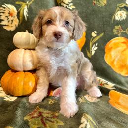 Aspen - Red merle female Aussiedoodle puppy in York, Pennsylvania from Puppies at The Happy Acre Farm