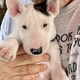 Miniature Bull Terrier Puppies from Tonka Miniature Bull Terriers