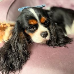 Unicorn Amalthea - Cavalier King Charles Spaniel
