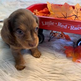 Dachshund Puppies from Sugar Creek Mini Doxies