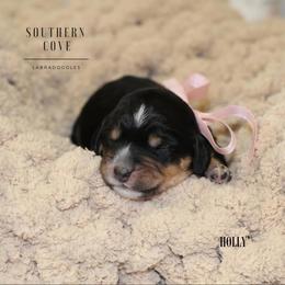 Holly - Tri-color female Australian Labradoodle puppy in Winter Haven, Florida from Southern Cove Labradoodles